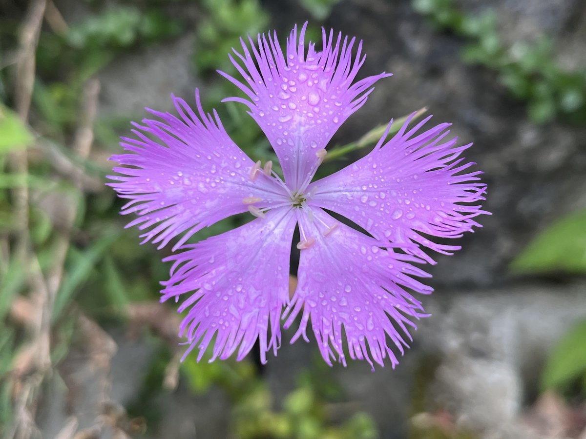 inaturalist's tweet photo. This Dianthus palinensis #plant (巴陵石竹 in Chinese (traditional)) is our #WildflowerWednesday Observation of the Day! Seen in #Taiwan, to which it is endemic, by jessie-diver!

More details at: https://t.co/yRT95WOWrt #botany #flowers #nature #biodiversity https://t.co/Ktx3bw8ZZf
