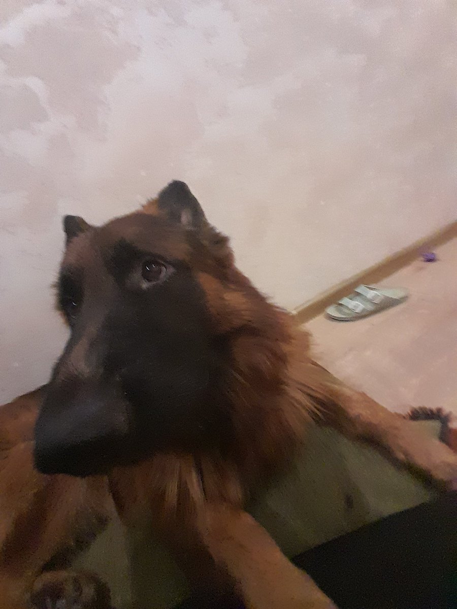 oaoaaaao's tweet photo. Невероятный фотосет собаки https://t.co/UQv0DV7u27