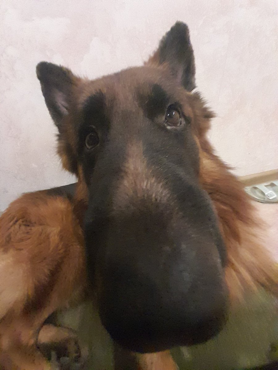 oaoaaaao's tweet photo. Невероятный фотосет собаки https://t.co/UQv0DV7u27