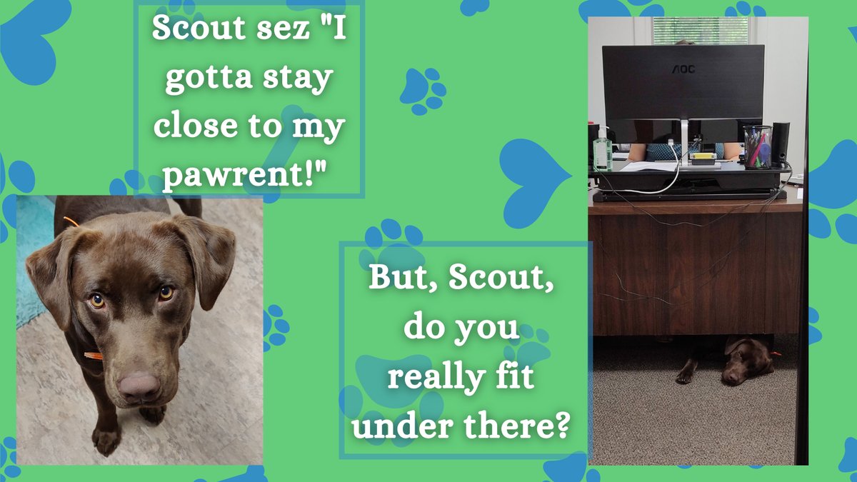 SFandS_LLC's tweet photo. Scout Flowers and his pawrent, Kaylee, are members of our NC Fastener Family. And, as you can see, Scout doesn't wander too far from Kaylee. 

#mysfas #southernfastenersandsupply #WhoWeAreWednesday #chocolatelab #dogsarefamily https://t.co/KVgvBfzaP2