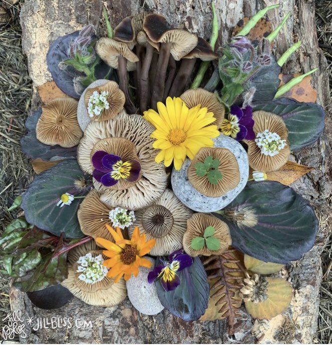 Yesterdays finds in the garden, on the blog. Jillbliss.com/blog