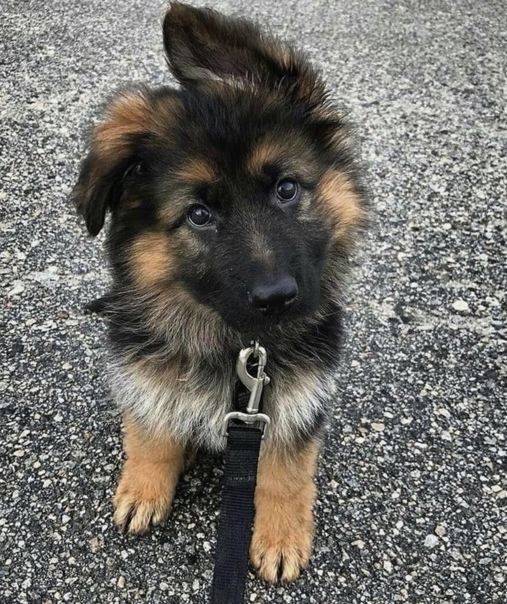 touchofneem's tweet photo. Dogs will always stand besides you regardless. Loyalty is key❤️❤️❤️ #doglover #petstagram #dogoftheday #puppiesofinstagram #ilovemydog #adoptdontshop #puppies #doglovers #doglife #Rescuedogs #Petlife #olddogs #dogsobedience #Twitterdogs #USAdogs
#dogstagram #instadog #puppylove https://t.co/9Jc9L5X6yp