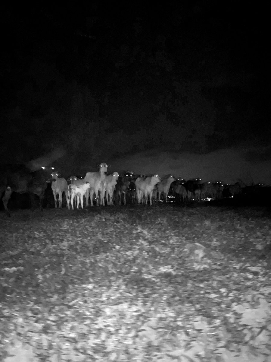 silviahmariah's tweet photo. "Creepy cows" is my new #1of1 piece on tezos. 
Check out my Visual Diary collection. 🐄🐄🐄
Link below. 

#cleannft https://t.co/6c6Rpordtv