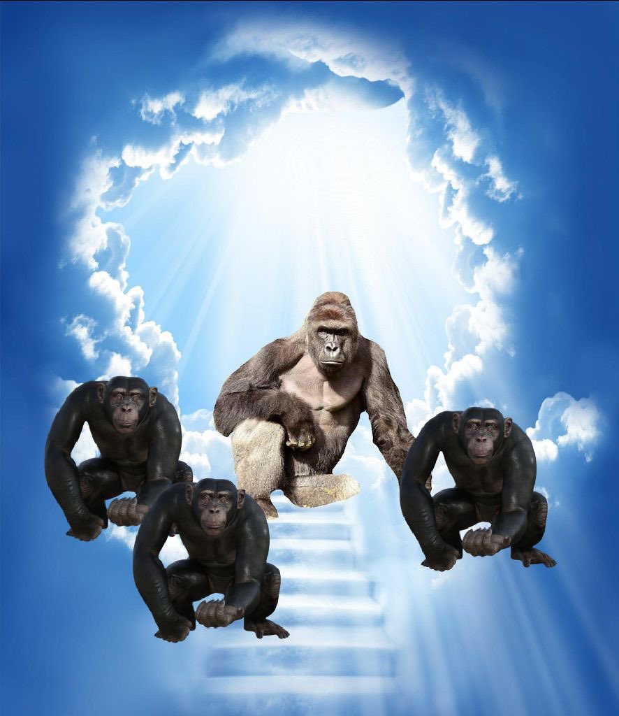 𝑹𝒂𝒅𝒆𝒓𝒂 tweet media