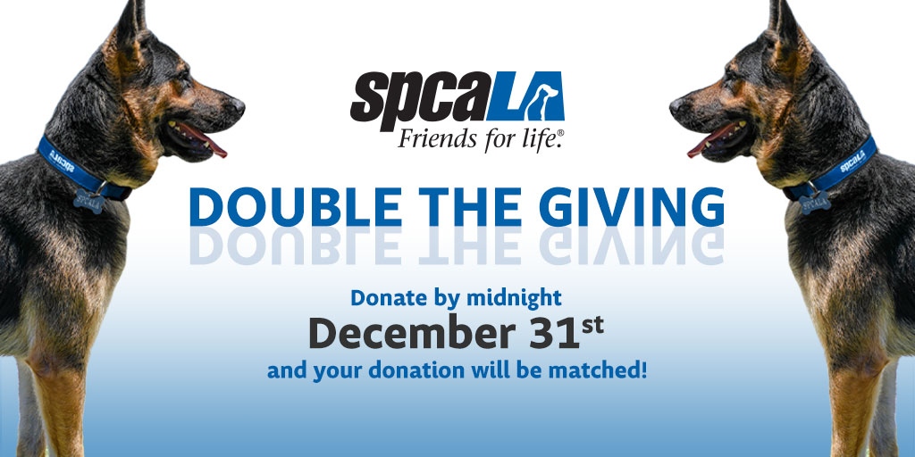 spcaLA's tweet image. We're seeing double 👀
Make a donation of any size to spcaLA by midnight on December 31st and have your donation matched! For more details and to make a donation today, visit spcala.com/donate