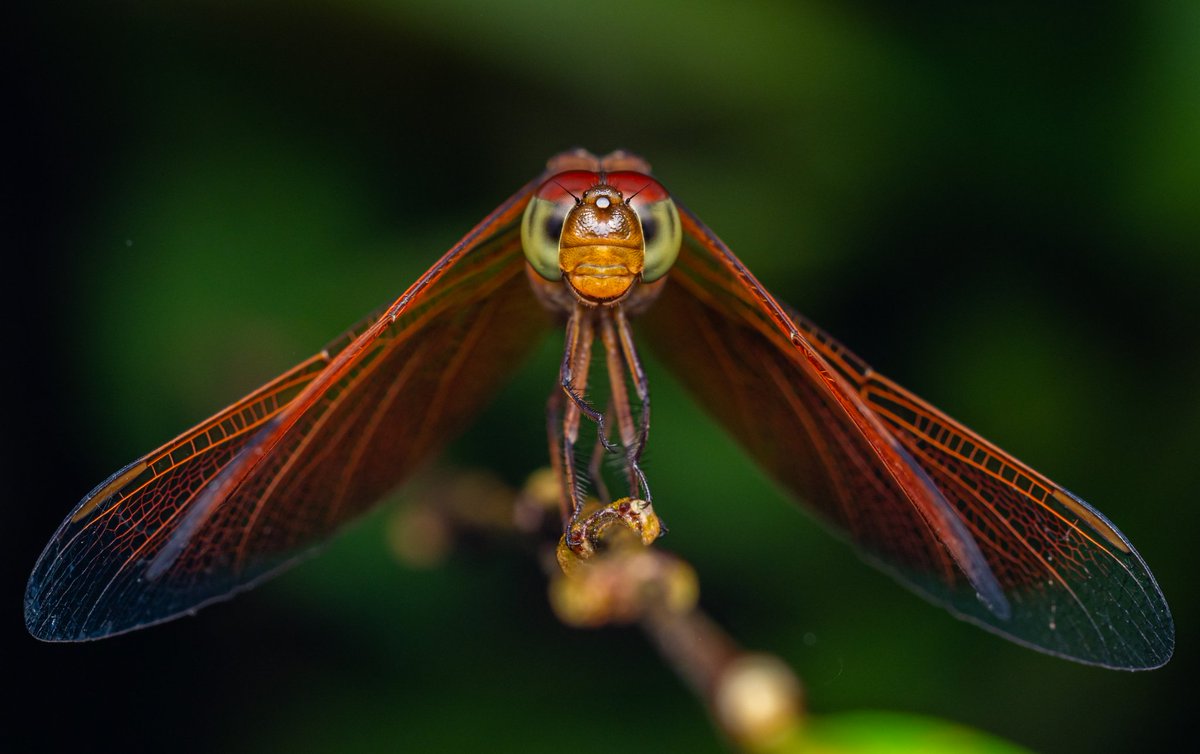 Dragonfly shot during KL butterfly park visit, been wanting to capture a shot like this for along time.

#dragonfly #macro #nature #insects #naturephotography #dragonflies #dragonflyphotography #macrophotography #photography #wildlife #insectphotography #perfection #odonata