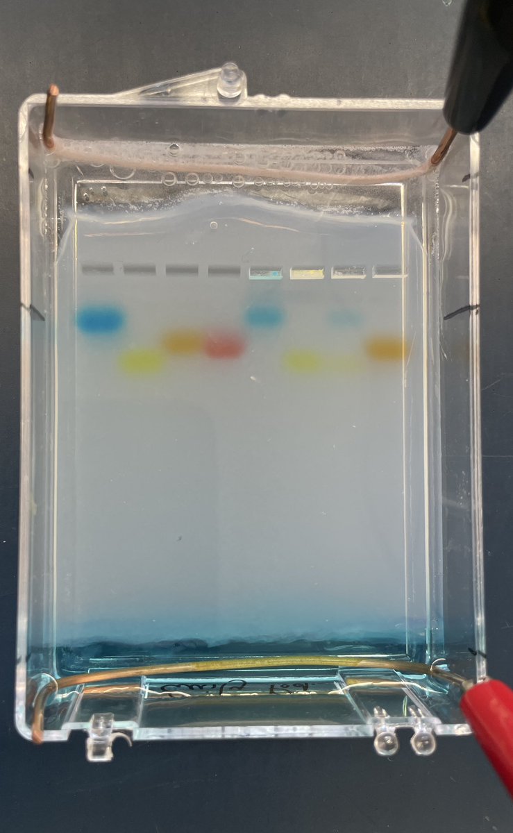 Mary Kroll (@marykrollsci) on Twitter photo When Risk=Reward! <a href="/HaldenwangMr/">Brian Haldenwang</a> and I tried STEM electrophoresis kit from <a href="/BioRadEducation/">Bio-Rad Explorer</a>. Ss had choice in electrodes and voltage, then used STEM skills to create their own electrophoresis chambers. Now Ss can apply this learning to their own research! <a href="/DebLangoneEdu/">Dr. Debbie Langone</a> #WIProud When Risk=Reward! <a href="/HaldenwangMr/">Brian Haldenwang</a> and I tried STEM electrophoresis kit from <a href="/BioRadEducation/">Bio-Rad Explorer</a>. Ss had choice in electrodes and voltage, then used STEM skills to create their own electrophoresis chambers. Now Ss can apply this learning to their own research! <a href="/DebLangoneEdu/">Dr. Debbie Langone</a> #WIProud