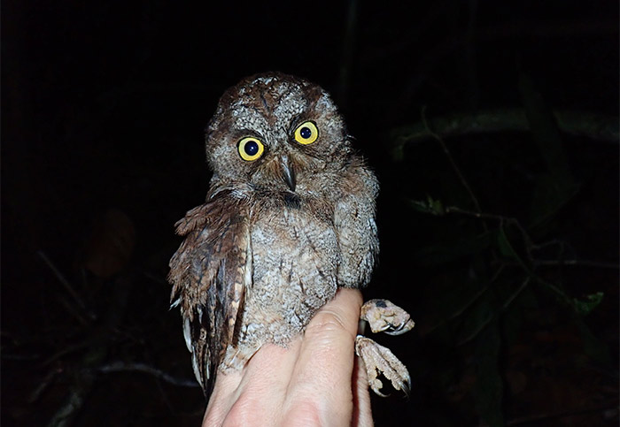 birdwriter's tweet photo. Recently discovered Owl on African island now described, named as Principe Scops-Owl and recommended for Critically #Endangered status on #IUCN Red List: https://t.co/Gl6EFKSDDb #conservation #birding #birds #climatechange #birdphotography #nature #UKbirding #ornithology https://t.co/37UZ44vAvk