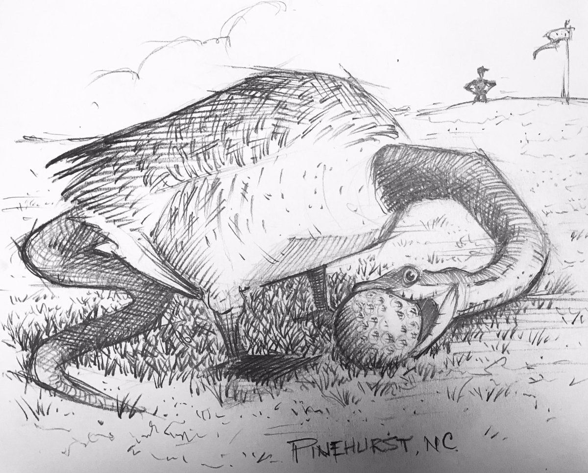 So that’s where my ball went.
.
#pinehurst #Golf #sketch