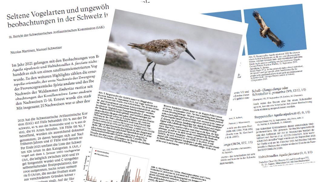 The report of the Swiss Rarities Committe for 2021 is available online! No less than three first records for the country were obtained: Western Sandpiper, Steppe Eagle  and Bonelli’s Eagle.
#birdwatching 

ala-schweiz.ch/images/stories…