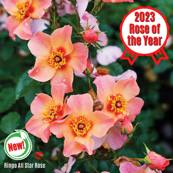 BSwirlsi's tweet photo. Getting inundated from Seed catalogs...Not complaining, it makes a great break from doom scrolling! #Veseys https://t.co/DsWAfjxFep