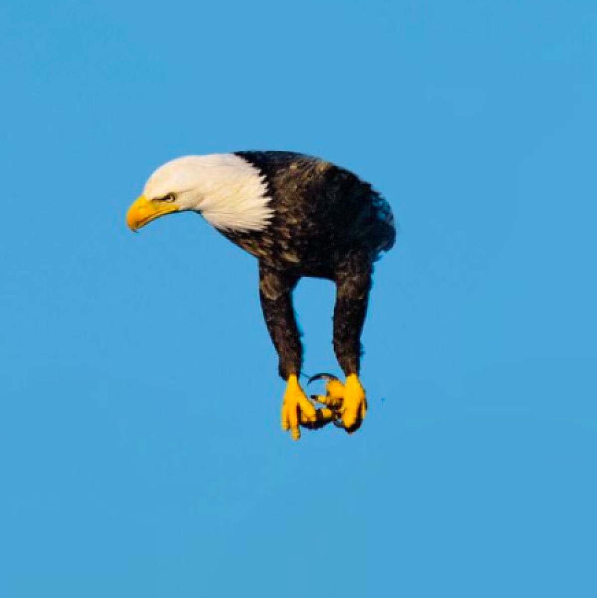 drewpage69's tweet photo. just googled birds without wings
i promise it’s worth a look lmao https://t.co/NwGGkjhgma