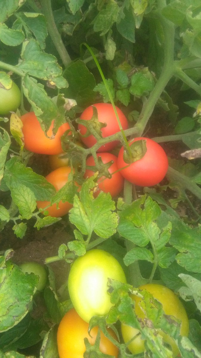 MukuvariKaroi's tweet photo. When we do tomatoes we put our all. When we fail its never by choice.  We are learning the curves and one day we will master the art of producing the best for our market. https://t.co/1kFe3hdsqM