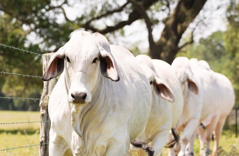 Zoetis (@zoetis) on Twitter photo Thrilled to partner with @javelinanation @Leachmancattle <a href="/BRCutrer/">BR Cutrer, Inc.</a> to support ranchers in selecting #genetics that can impact GHG emissions of beef #cattle. Thanks to a #climate-smart commodities grant from <a href="/USDA/">Dept. of Agriculture</a>: bit.ly/3BXZImj Thrilled to partner with @javelinanation @Leachmancattle <a href="/BRCutrer/">BR Cutrer, Inc.</a> to support ranchers in selecting #genetics that can impact GHG emissions of beef #cattle. Thanks to a #climate-smart commodities grant from <a href="/USDA/">Dept. of Agriculture</a>: bit.ly/3BXZImj