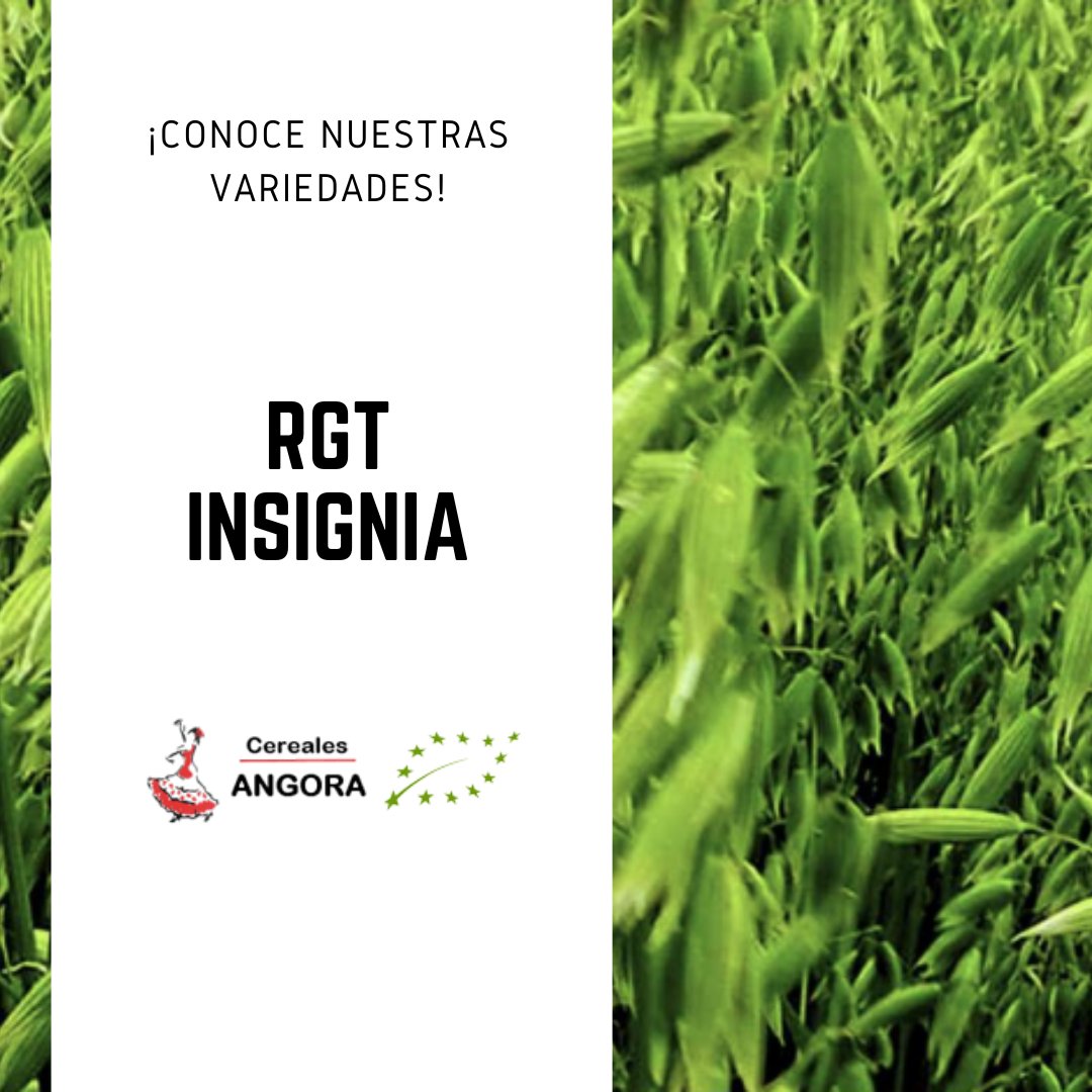 Semilla ecológica de Avena con un alto rendimiento y gran poder de ahijamiento. Madura rápidamente y se siembra desde octubre hasta mediados de enero. 

¡Entra en nuestra web y descubre todas nuestras variedades!