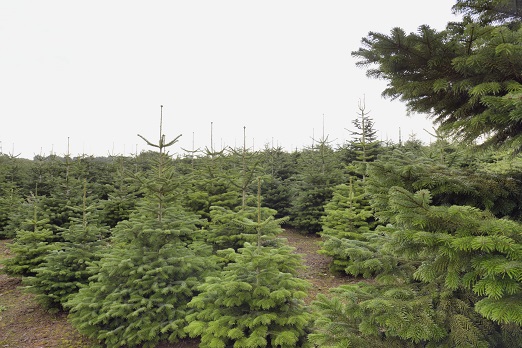 Did you know eight million Christmas trees are sold each year in the UK according to the <a href="/BCTGA/">BCTGA</a> – of these millions, here we grow several thousand of our own in a constant cycle, so you have the best tree for you every December! #LangfordLakes #LangfordBudville