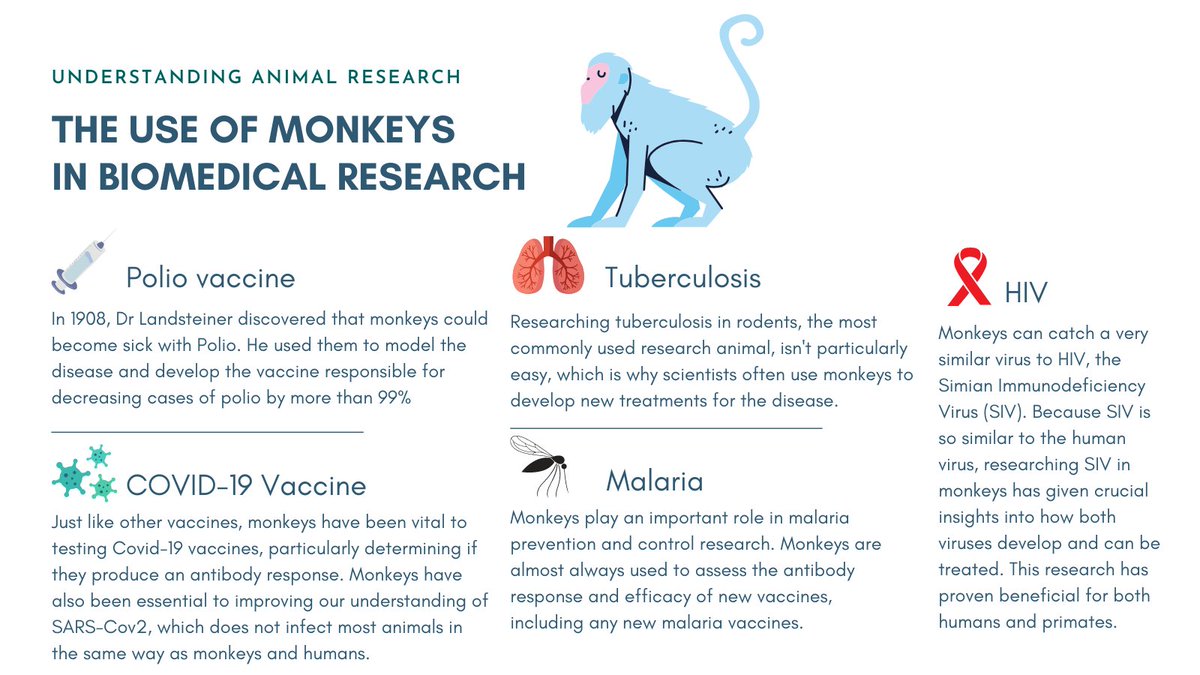 Monkeys in Medical Research #MonkeyDay 

Research using monkeys has been vital to our study of diseases such as polio and HIV. However, the use of monkeys is tightly regulated and must only happen when there is no other way to carry out the research #AnimalResearch