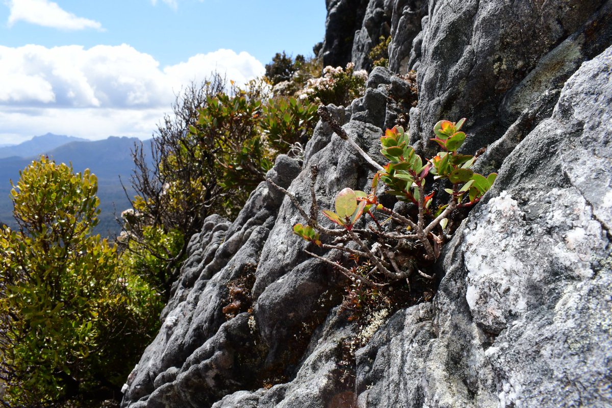 Eucalyptus vernicosa is one of the smallest species out of the more than 800 in the genus. It occurs in montane areas of Tasmania &amp; tops out at &lt; 3 ft tall. Here it is growing out of 1 billion year old sandstone at 3100' elevation. Like many Eucs, it can resprout post-fire.