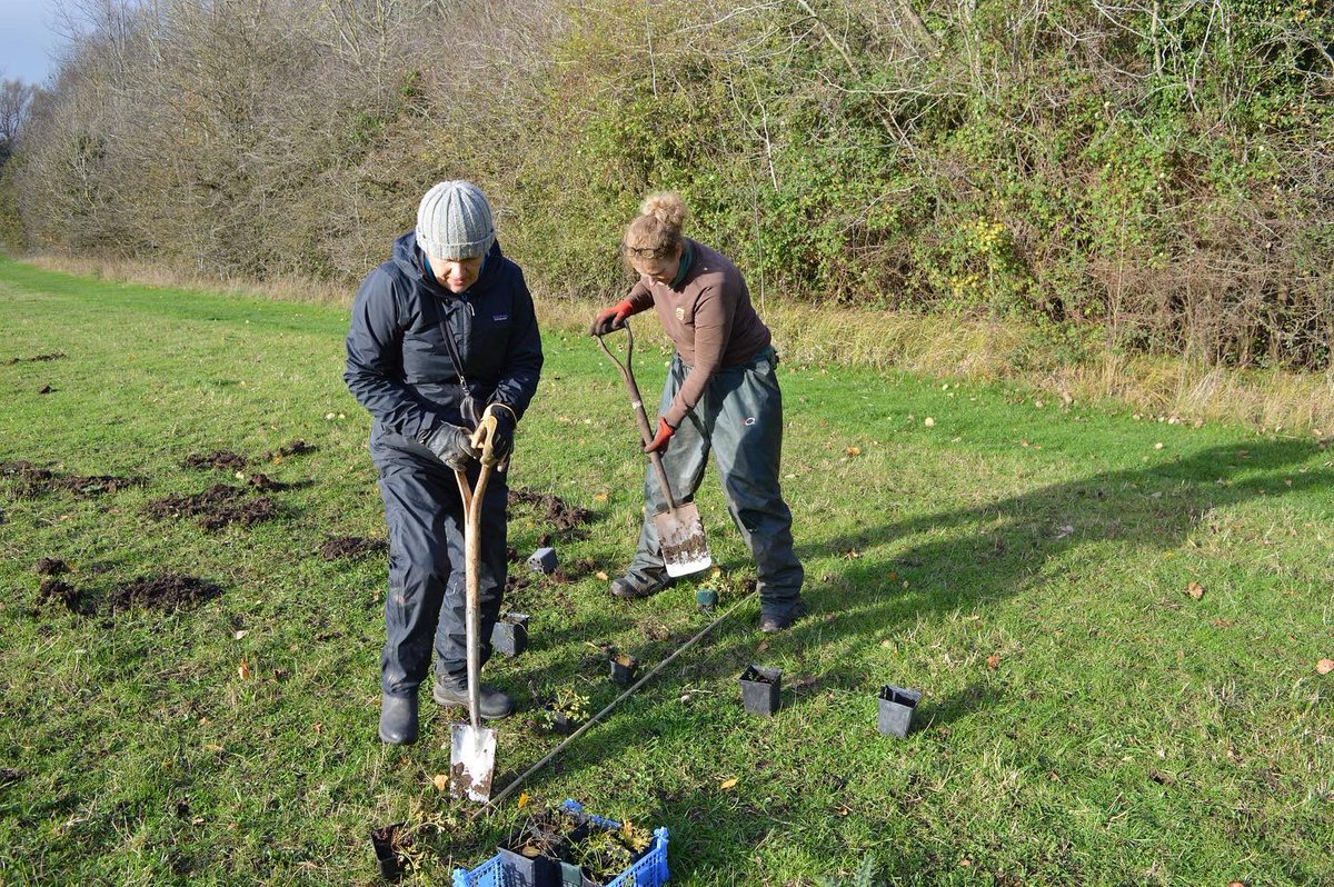 longmead_tvwmrp's tweet photo. Merton College Wildflower Floodplain Meadow Restoration Story Continued:

Some of the slower growing species such as great burnet, often fail to establish from the green hay treatment. https://t.co/OjRy104lPD