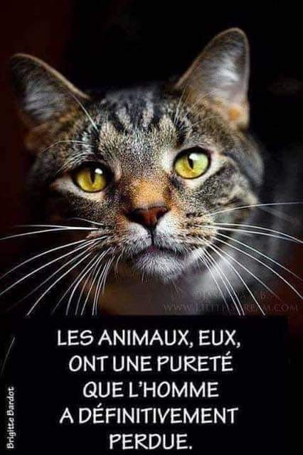 Adea Claude tweet media