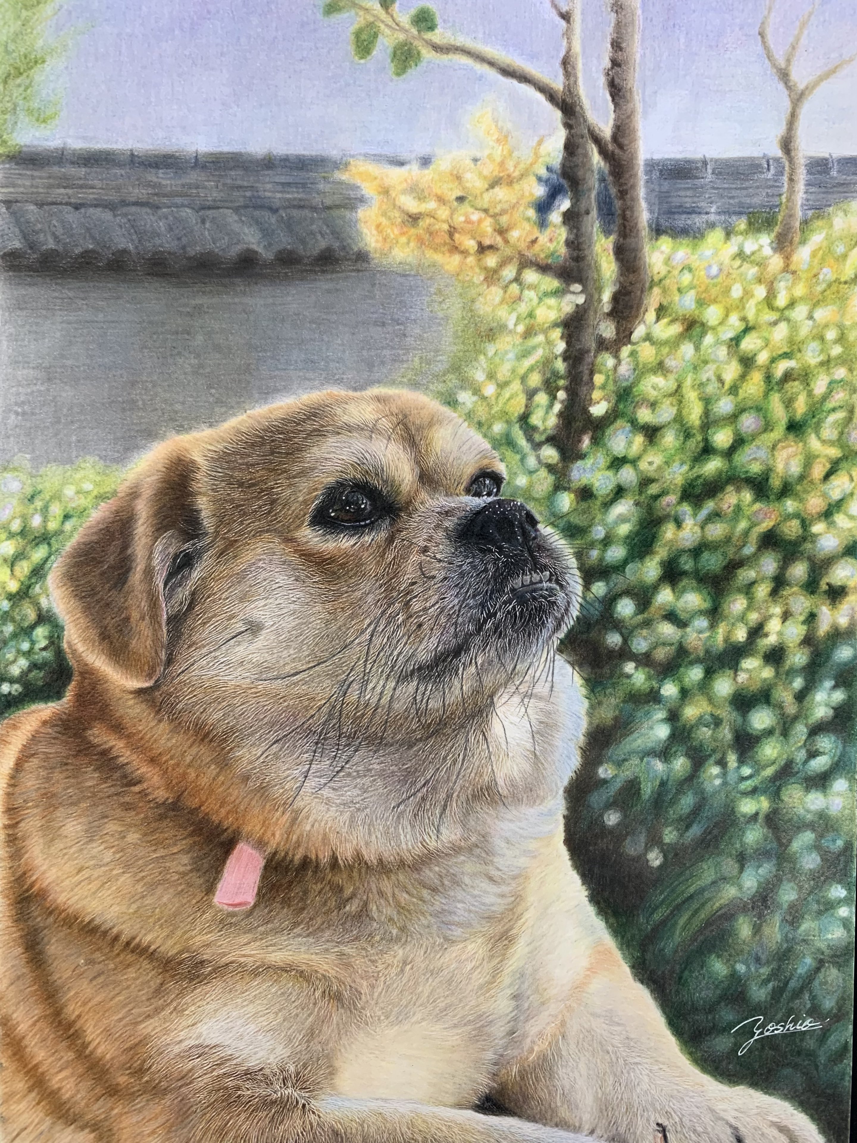 犬絵 Twitter Search Twitter