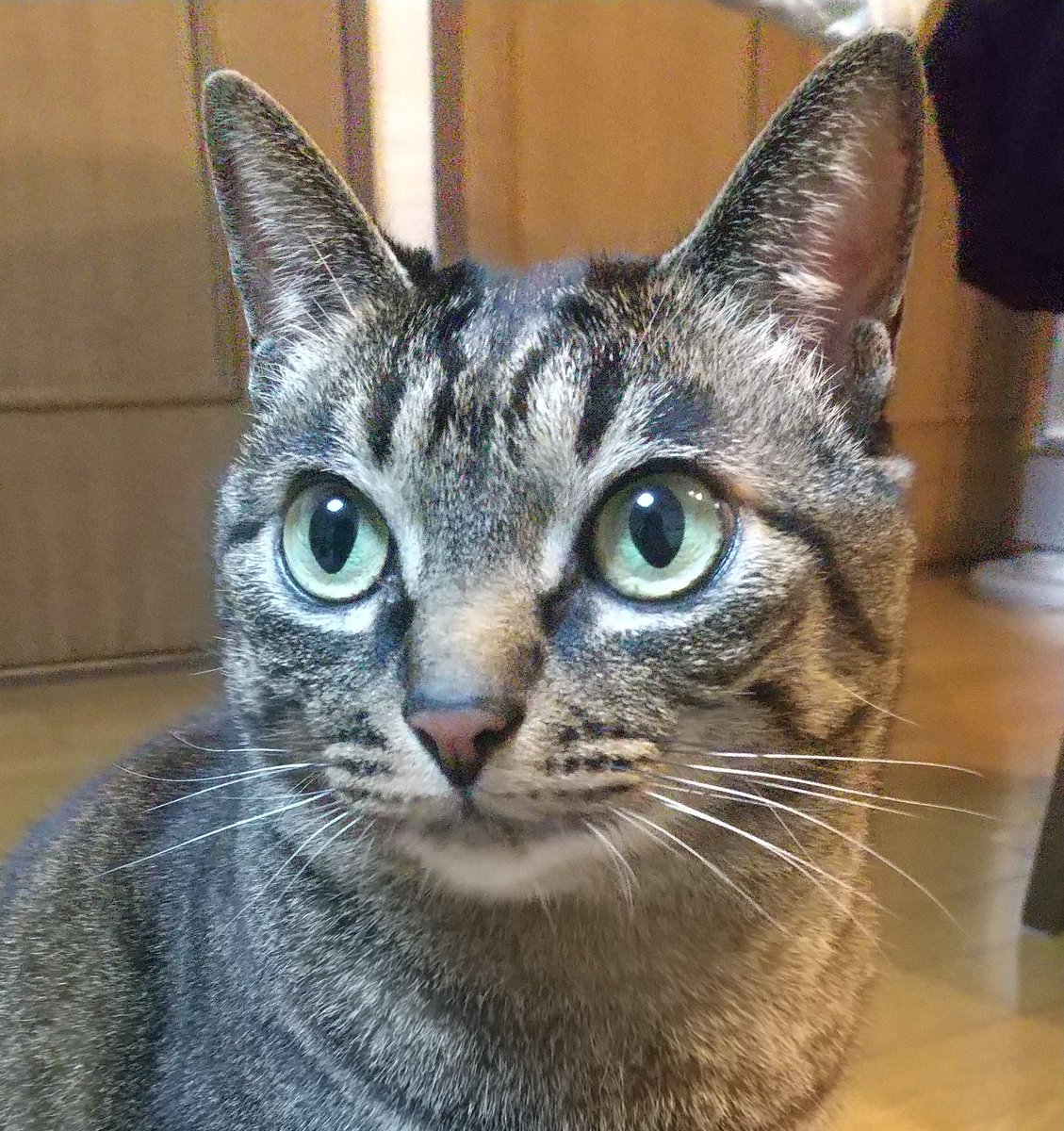 necomoyume's tweet photo. AMI30の商品をいろいろ試し中。この粉末サプリメント、かつお粉末が入ってるから、振りかけた瞬間、飛んできてがっついて食べた✨✨めっちゃ満足そう☺️よかったー！

#AMI30  #ねこ #今日のねこ https://t.co/hsKp8Xv0ps