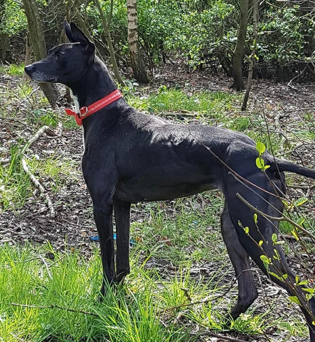 rosiedoc666's tweet photo. #MISSING #PRIMROSE AREA #JARROW #NE32
Pls if any1 finds our girl JET let us know! She’s very old/friendly so worried she won’t make it through the night!If any1 has sees her pls pop me a msg!
https://t.co/Wg6CC9Ejkw
https://t.co/NIejSZQwqA
@jarrowstevehep @EFJarrow @jarrow_fc https://t.co/Grr8f92KWa