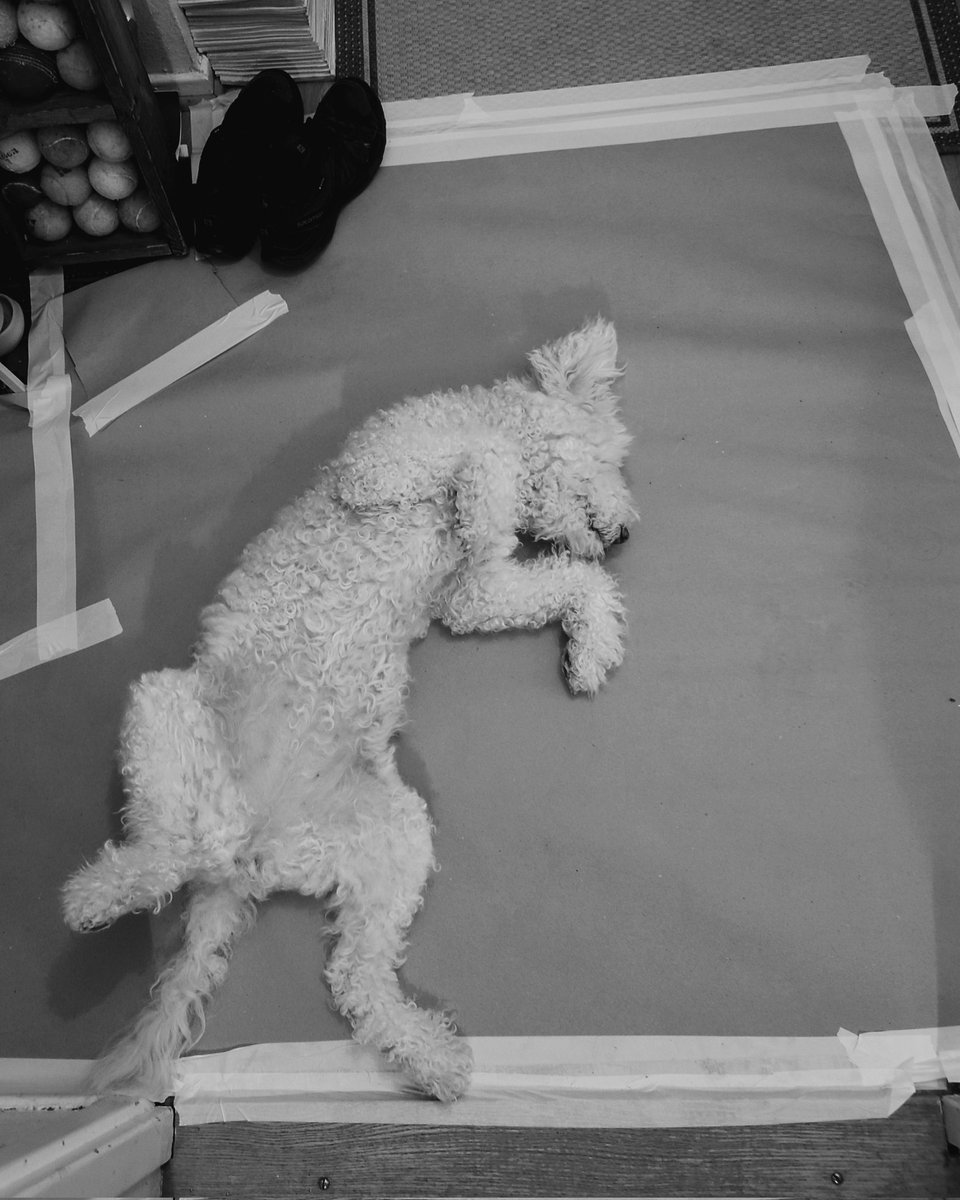 GoodGirlComics's tweet photo. That's our dog foreman taking a nap at the renovation site. 🐶💤🛠️ However, she's keeping her ears open and her eyes follow our every move like a hawk so that we can't sneak to lunch without her.👀 https://t.co/8Y7cJAjLCq
