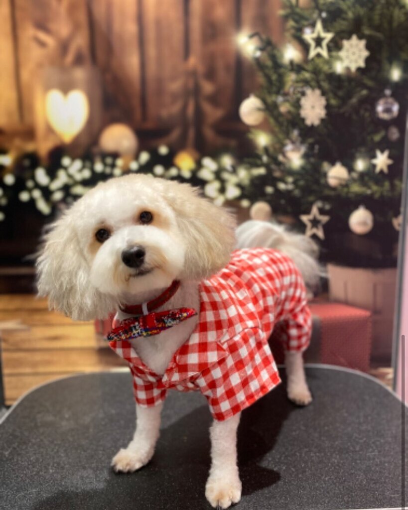 lucypapoosky's tweet photo. On his way to Steal your girl. 

@cosmo_brown_the_pup @dogwoodpetspa #dogsofinstagram #poochonsofinstagram #poochon #poochonpuppy #puppiesofinstagram #cosmobrown #bichoodle #bichoodlesofinstagram #bichoodlepuppy https://t.co/cvmfkFvJoX https://t.co/Xj31kCYn0d