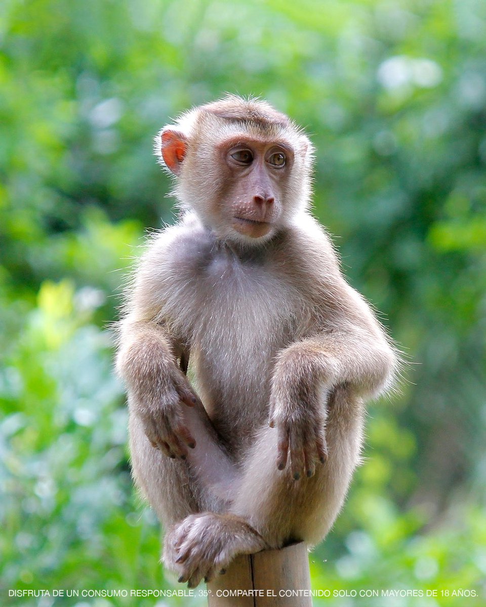 ¿Sabes que hoy es el Día Mundial del Mono? Aunque para nosotros todos los dias lo son no perdemos la ocasión de celebrarlo. 

#AnísDelMono #Anís #AnísLovers #Licores #DíaDelMono #Curiosidades