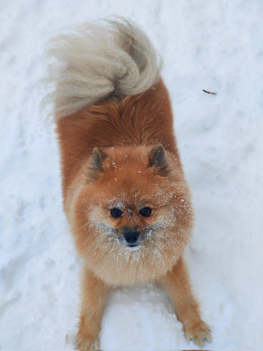 Let it snow, let it snow, let it snow..❄️☃️❄️