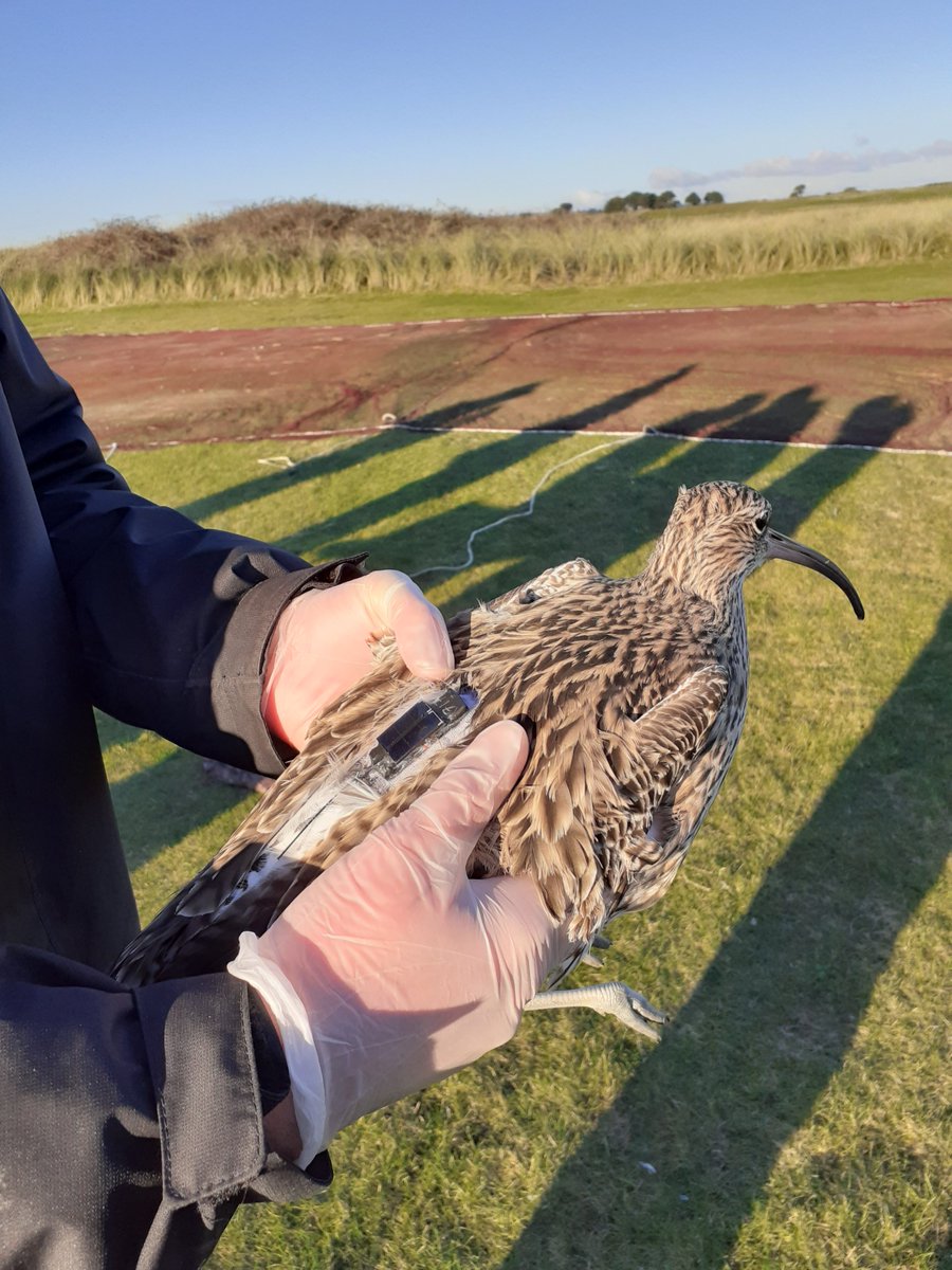 Steph Trapp tweet media