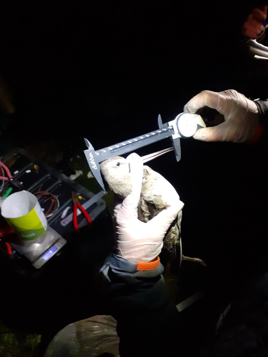 Steph Trapp tweet media