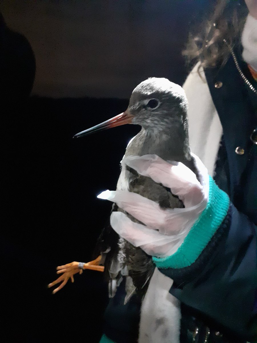 Steph Trapp tweet media