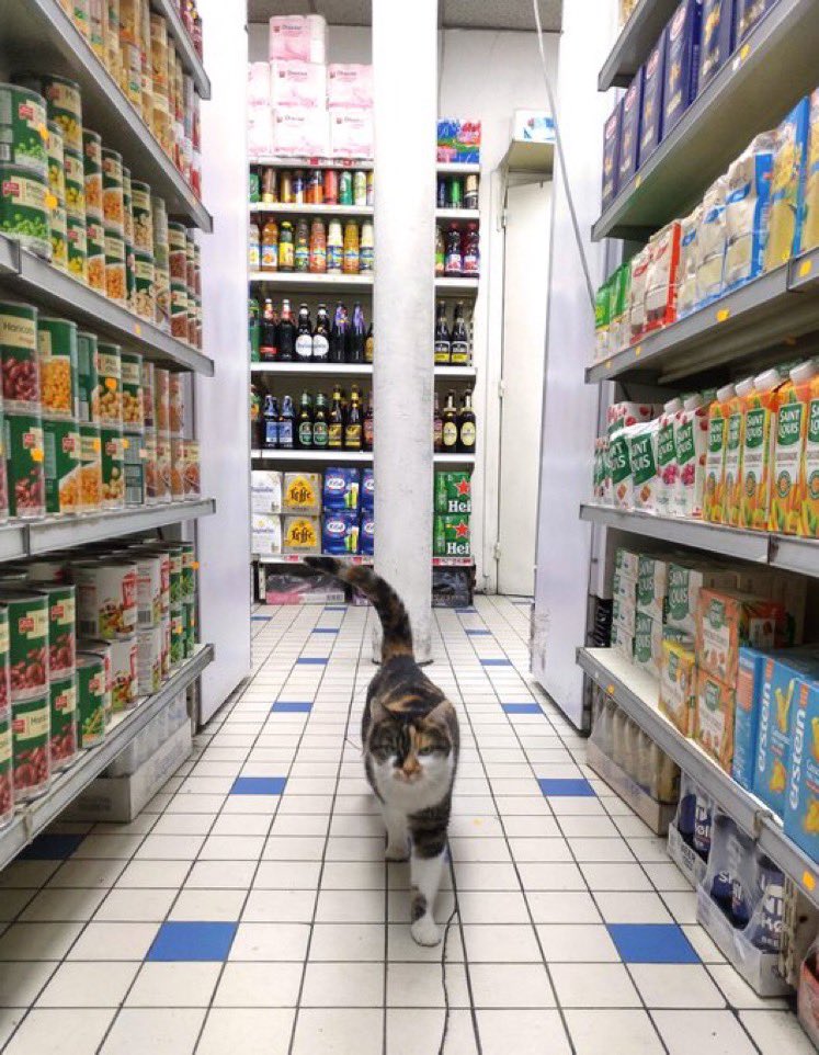 Bodegacats_'s tweet image. 