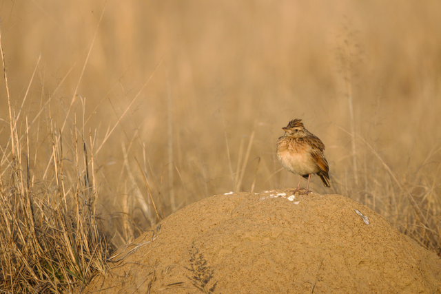 patrroll's tweet photo. Rufous-naped Lark @ Rietvlei Nature Reserve, Gauteng, South Africa

#birdphotography #SouthAfrica #gauteng #birdwatching https://t.co/MZcbTk5453