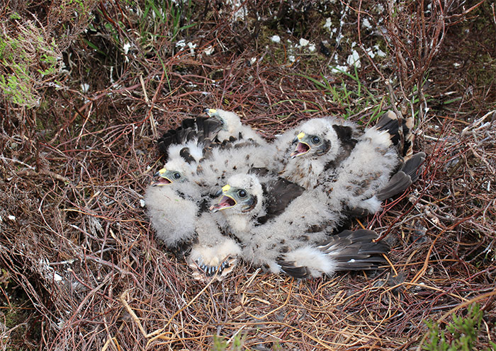 RaptorPersUK's tweet photo. Hen harrier chicks stamped to death in nest on grouse moor in Yorkshire Dales National Park.

Why has it taken 6mths for police appeal? This is blatant censorship of raptor persecution crimes, designed to assist the grouse shooter's narrative. 

New blog⬇️
https://t.co/kEjqn0NSLU https://t.co/YaPqclGqOa