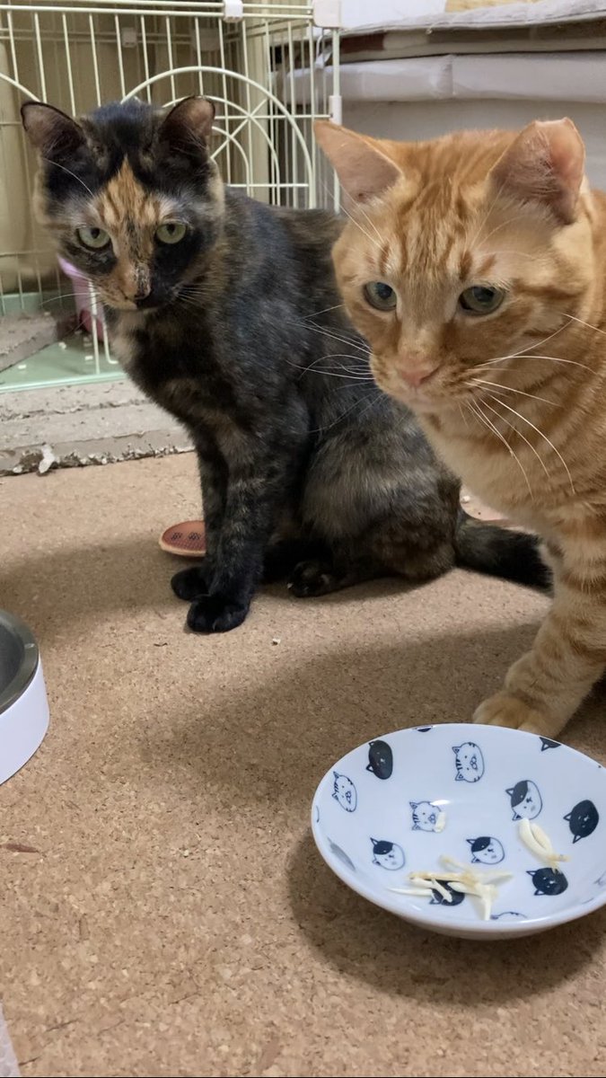 Tora_Azuki's tweet photo. 155日目。しらうおのおやつを食べるとらとあず。ママクックがお気に入り。
#ねこ #あずき #とらじろう #つぶあん #ママクック #おやつ #お気に入り #しらうお #猫のいる暮らし #cat #adoptedcat #snack #tasty #snacktime #mamacook #favorite  #catlife https://t.co/QBcTUZQxjv