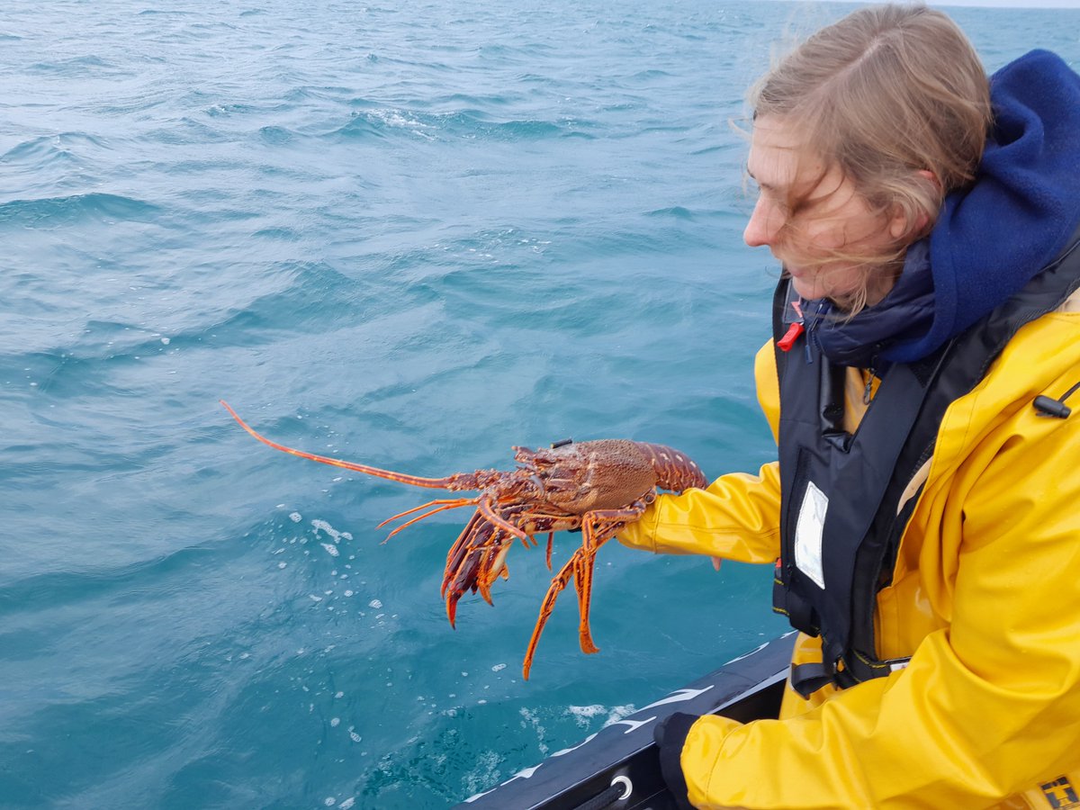 Notre équipe française <a href="/Ifremer_fr/">Ifremer 🌊</a> <a href="/LPOFrance/">LPO France</a> a été occupée à marquer des langoustes rouges ! Ils ont équipé 15 homards rouges d'émetteurs acoustiques et les ont relâchés dans la mer. Nous allons surveiller leurs mouvements dans la région de <a href="/Channel_Manche/">Interreg FCE</a> 🇫🇷🇬🇧🇧🇪.
