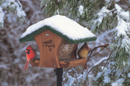 Did you hear? ❄Snow is on the way! ❄⛄ 👍🏻 Make sure your feeders are full of fresh, high-energy food for the birds. 🐦😁Songbirds can use up to 75-80% of their fat reserves in one winter night! #winterisforthebirds