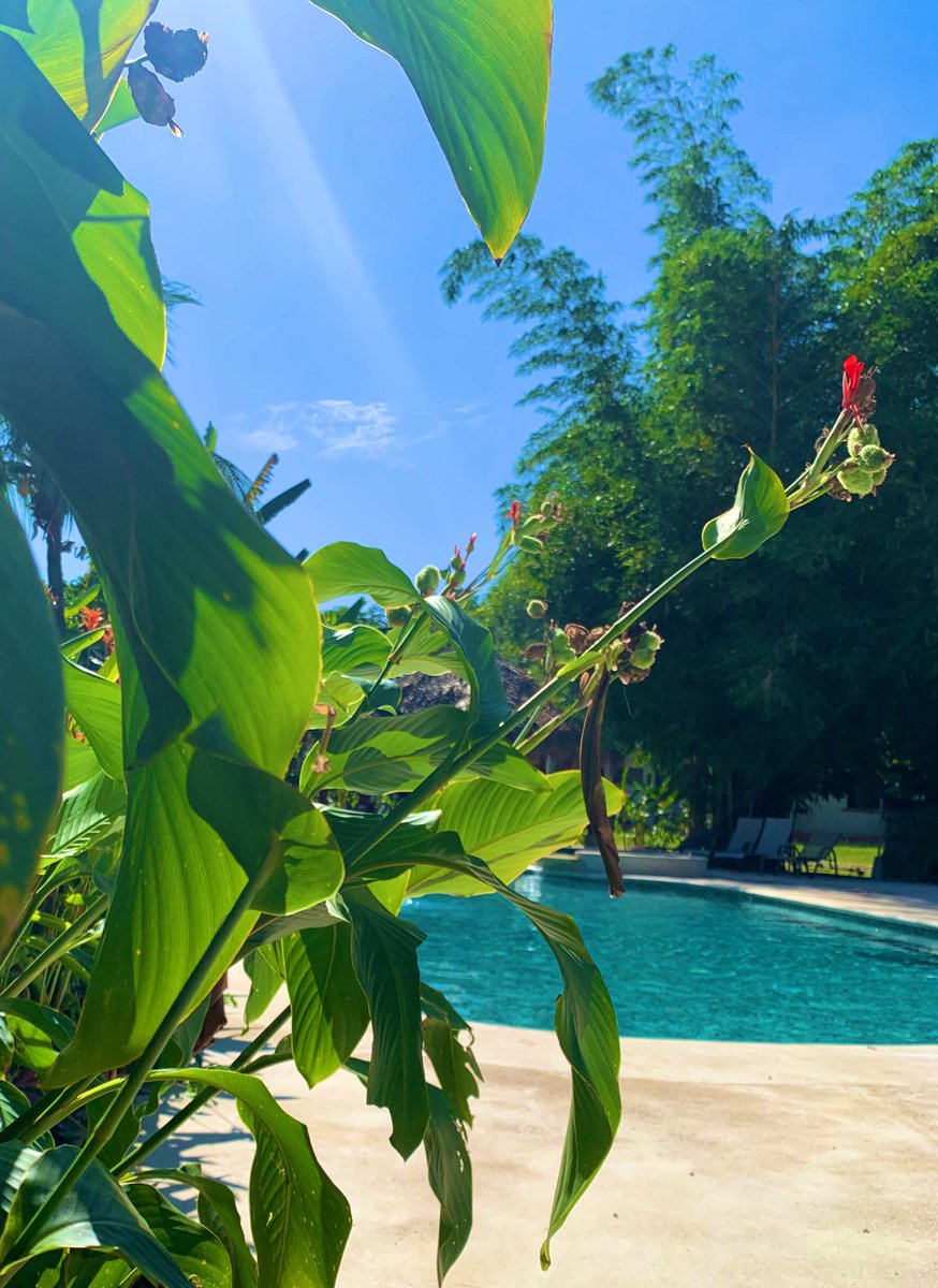 Good Morning from beautiful Costa Rica! What are you doing to feed your soul today? #costarica
