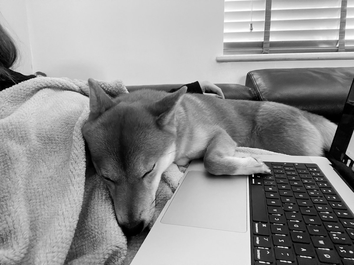 Sorry I’m late. My sheeb was napping 💤