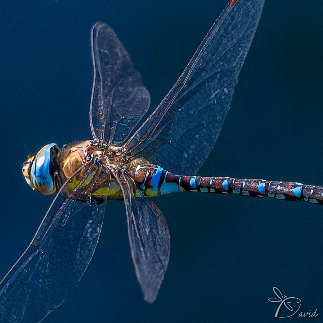 Garumnia's tweet photo. ☑️ 𝘈𝘦𝘴𝘩𝘯𝘢 𝘮𝘪𝘹𝘵𝘢 (Latreille, 1805) ♂️
✔️ Espiadimonis tardorenc (català)
✔️ Libélula de otoño (castellano)
✔️ Migrant Hawker (english)
🗓️ 17-9-2022
📍Castelló de Farfanya (Noguera)
#migranthawker #biodiversitat #biodiversity #aeshnamixta #biodiversidad #odonata https://t.co/Xj0hxEq5L6