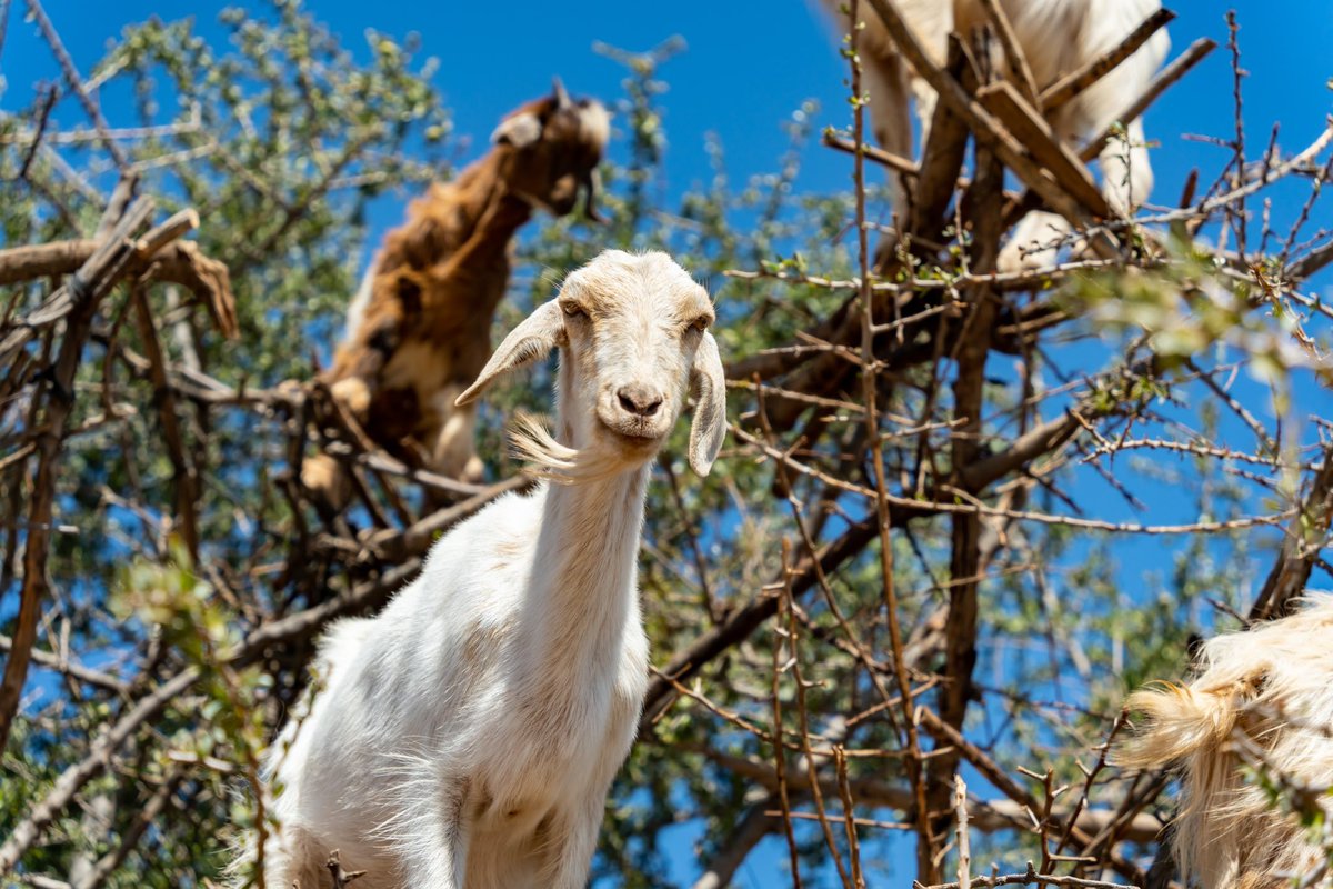 WD_Stock_Photos's tweet photo. Beautiful shots from lovely Morocco!

#marrakesh #morocco #benyosef #agadir #goatsintrees #craft #arganoil #tools #workshop #hotels https://t.co/gnhuCCUfgj