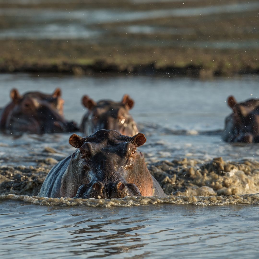 A visit to Roho ya Selous is not complete without a boating safari - another unique way to view the extraordinary wildlife in southern Tanzania. As you cruise along the waterways, look out for pods of hippos in the shallows and crocodile on the sandbanks basking in the sun.