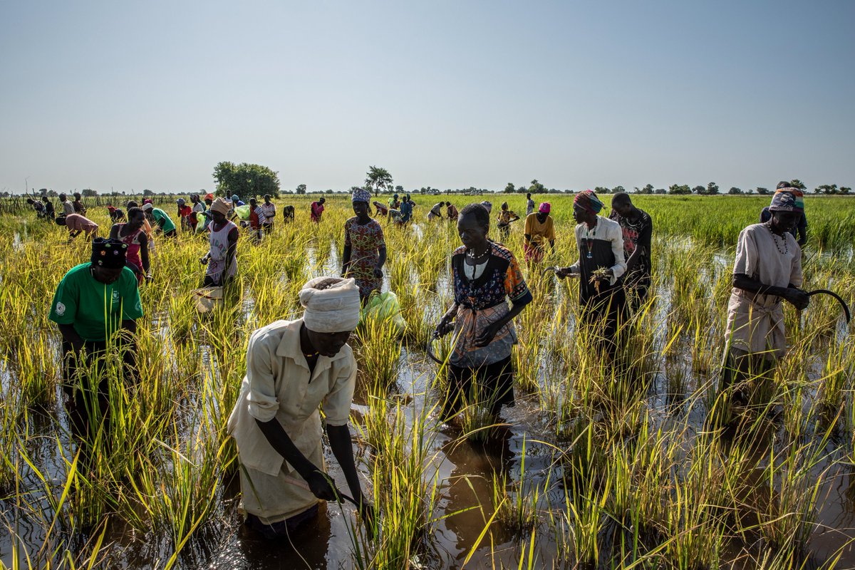To mitigate the effects of the climate crisis, <a href="/WFP/">World Food Programme</a> is implementing climate adaptation activities to support food production in communities faced with increasingly unreliable weather patterns.

In Twic County WFP is supporting farmers to grow rice in flooded areas🌾

#SouthSudan