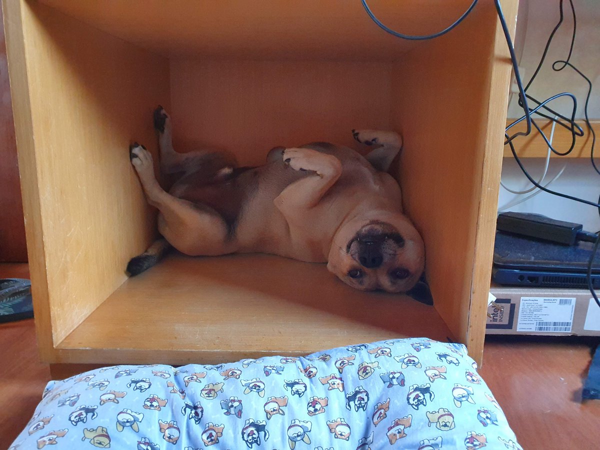 RodolfoSeki tweet picture