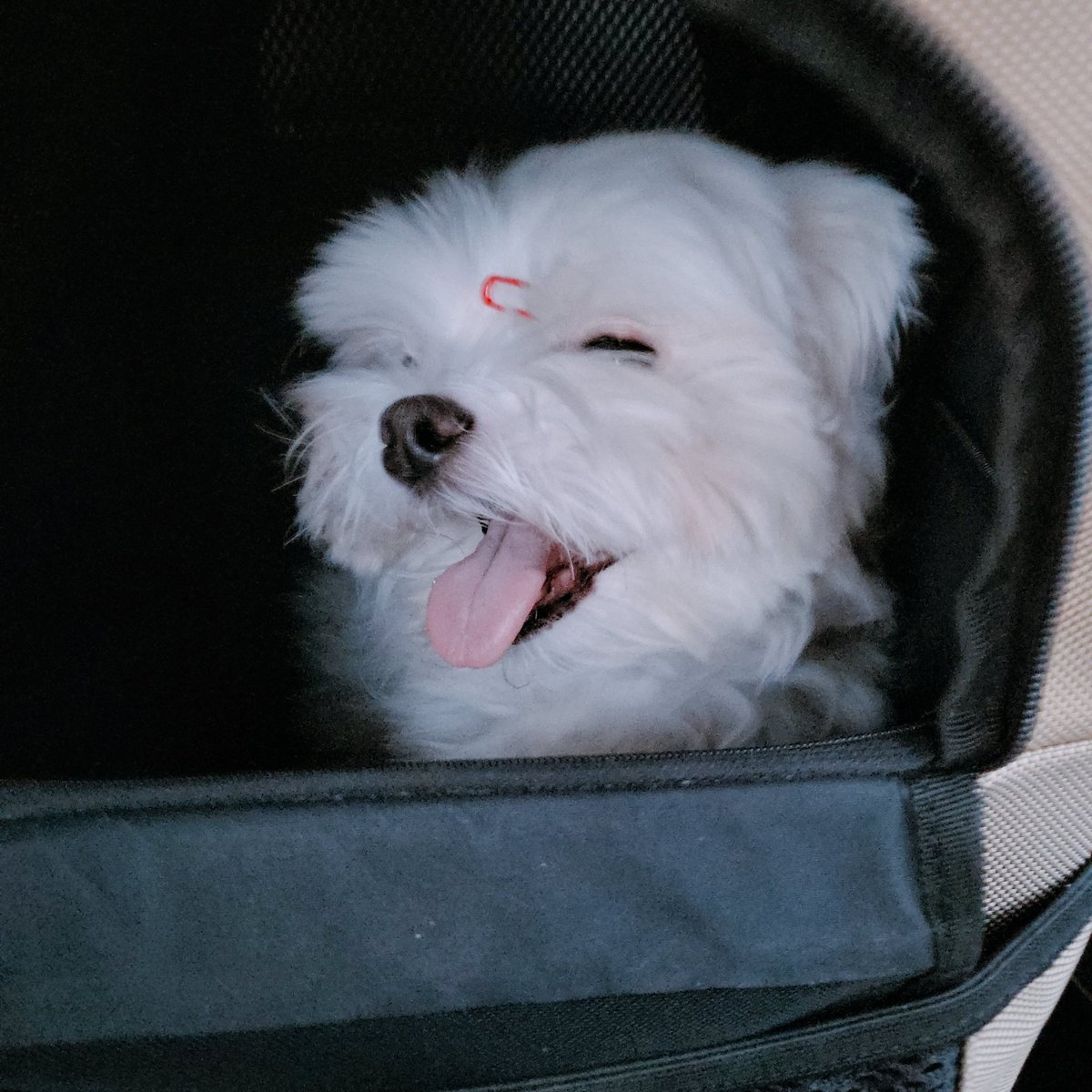 Hobbang_0's tweet photo. 호빵이 왼쪽 다리 TPLO 수술 4개월 후인 어제 재검 다녀 왔는데 퍼펙트 소견 듣고 기분 좋게 집으로 왔다🙂 원장님이 어느 다리 수술한지 모르겠을 정도라면서 앞으로 산책 마음껏 많이 많이 시켜 주라고 하셨다! 지금도 많이.. 하고.. 있지만.. 더 튼튼 멈머가 돼서 오래오래 산책하자💛 https://t.co/9jUWfNRKvh