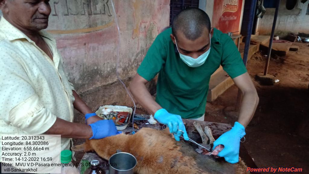 OvsaKandhamal's tweet photo. #EmergencyService #LessManPower Successful Caesarean section of a stray bitch with emphysematous foetus and ruptured Urinary Bladder. #VeterinarySurgeon Dr. Saroj K. Pradhan VAS(MVU),CHAKAPAD #Hysterectomy #Cystorrhaphy @CMO_Odisha @DMKandhamal @farddept @dahvsodisha @SecyChief https://t.co/xt5gv7Kf6m