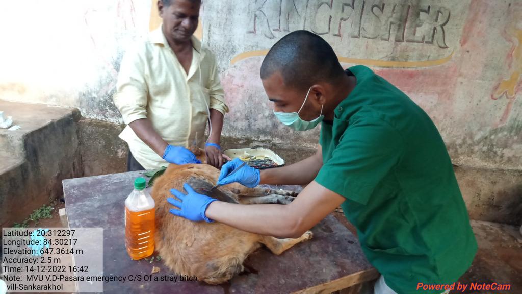 OvsaKandhamal's tweet photo. #EmergencyService #LessManPower Successful Caesarean section of a stray bitch with emphysematous foetus and ruptured Urinary Bladder. #VeterinarySurgeon Dr. Saroj K. Pradhan VAS(MVU),CHAKAPAD #Hysterectomy #Cystorrhaphy @CMO_Odisha @DMKandhamal @farddept @dahvsodisha @SecyChief https://t.co/xt5gv7Kf6m